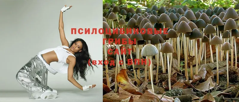 где продают   Гаджиево  Псилоцибиновые грибы MAGIC MUSHROOMS 